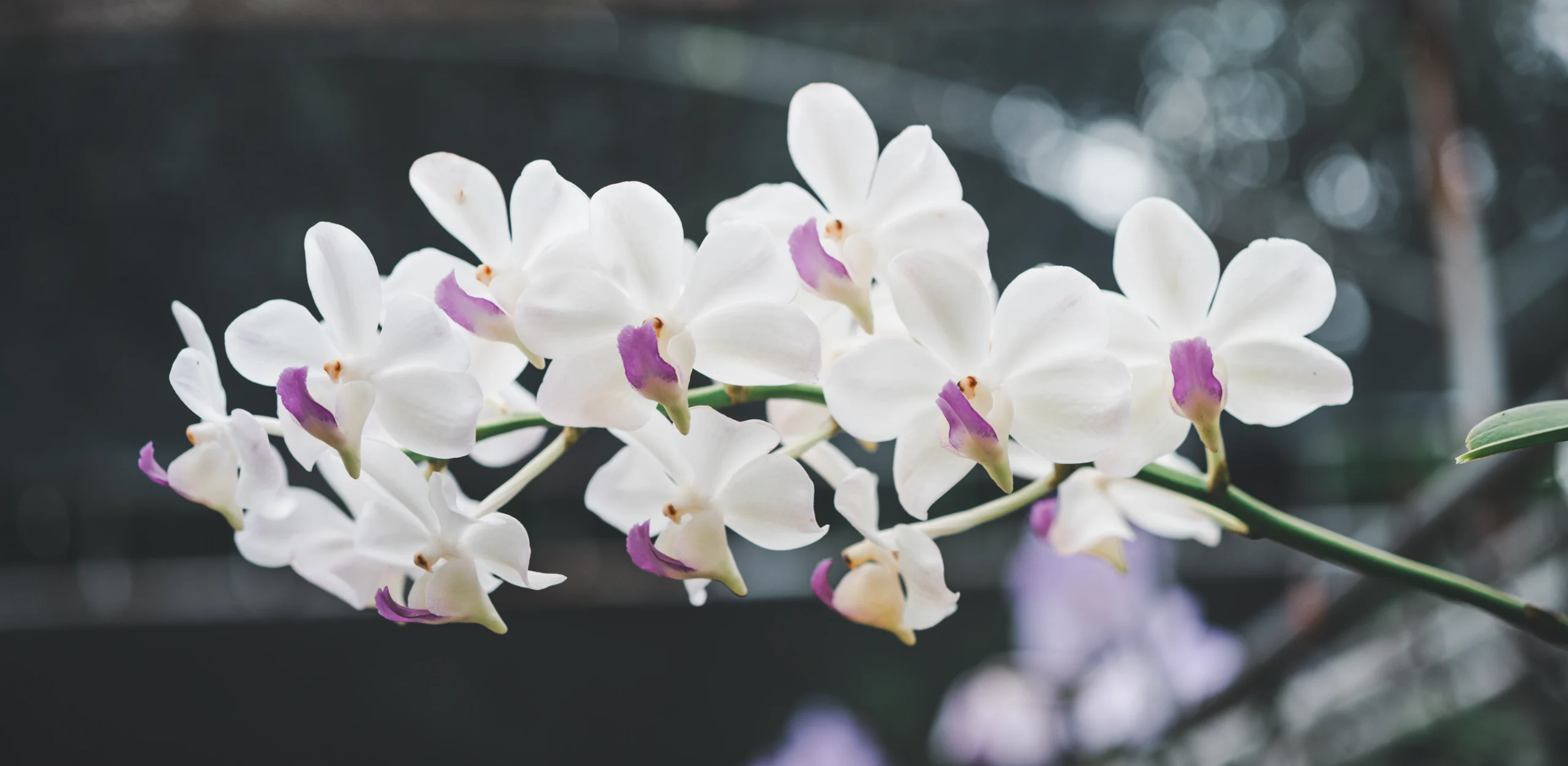 Servicio funerario en España de Refuner con orquídea blanca